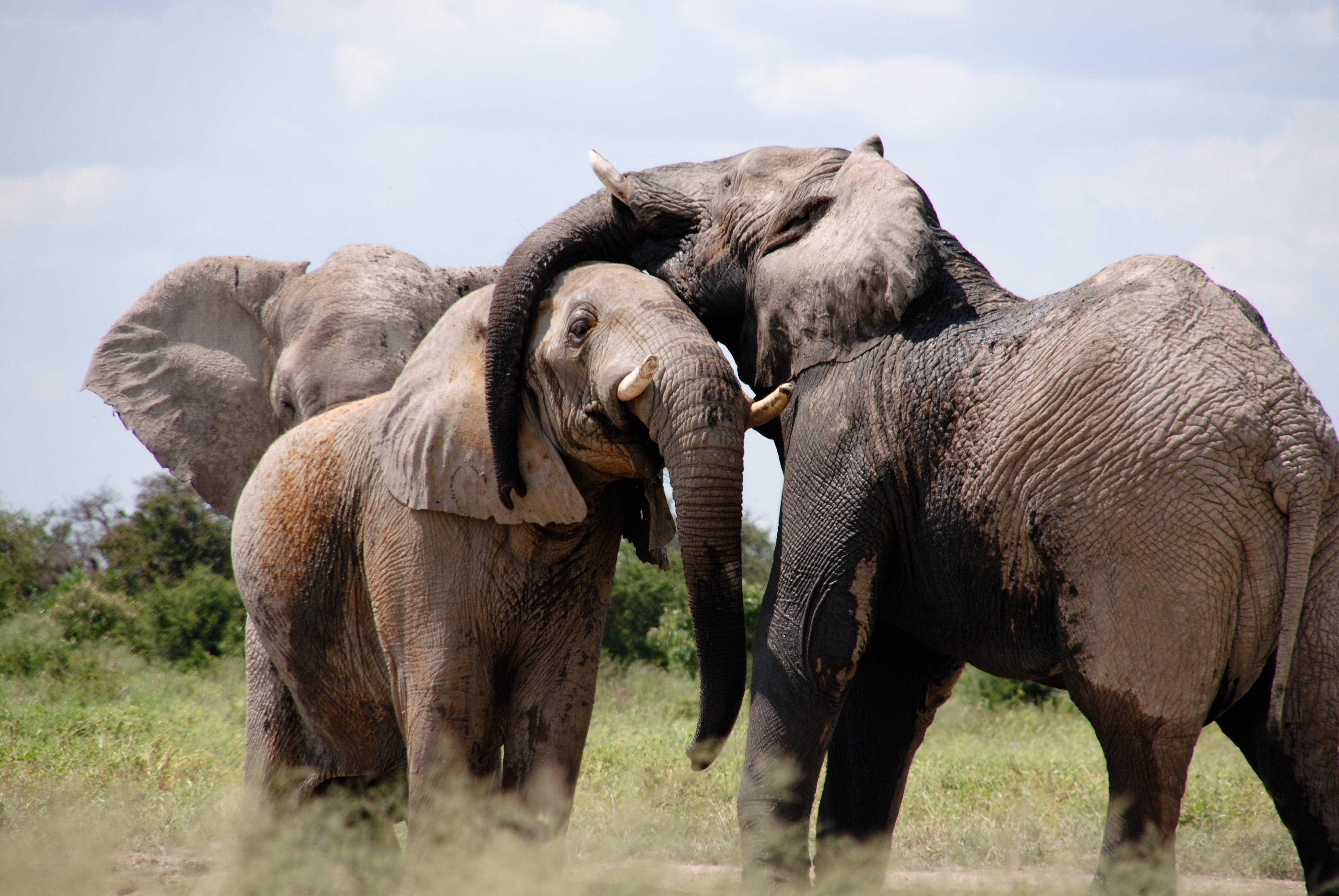 African elephant in the wild — Project Stripes mission